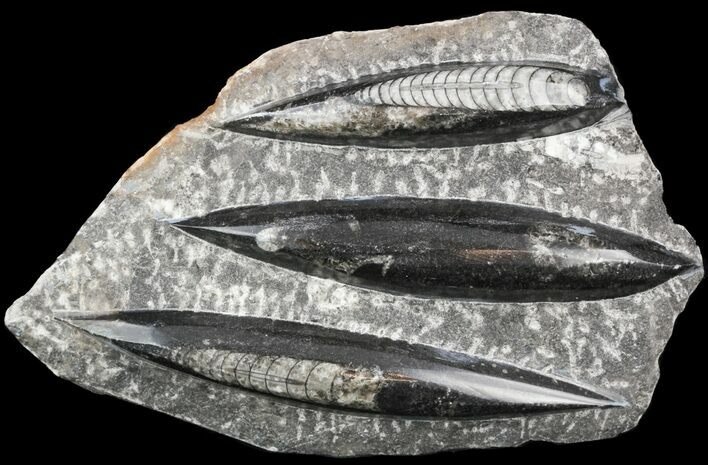 Polished Fossil Orthoceras (Cephalopod) Plate #52568